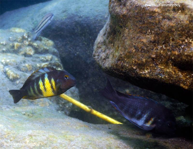 Tropheus hybrid Mahale Mountains NP